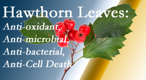 Dr. Butwell shares new research regarding the flavonoids of the hawthorn tree leaves’ extract that are antioxidant, antibacterial, antimicrobial and anti-cell death. 