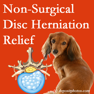 Often, the Georgetown disc herniation treatment at Dr. Butwell effectively reduces back pain for those with disc herniation. (Veterinarians treat dachshunds’ discs conservatively, too!) 
