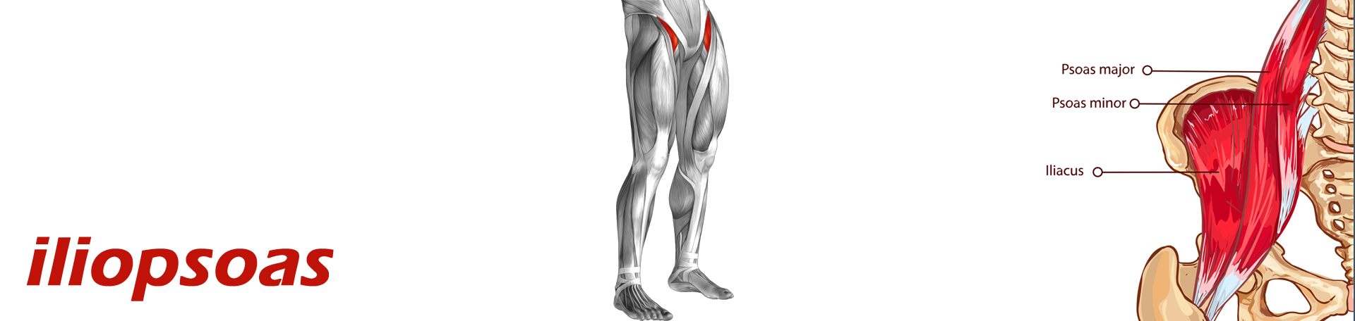 Georgetown Back Pain and Iliopsoas Muscle Link