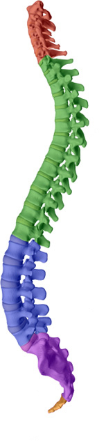 Dr. Butwell aims to help maintain or attain a healthy spine with healthy discs with Georgetown chiropractic care.
